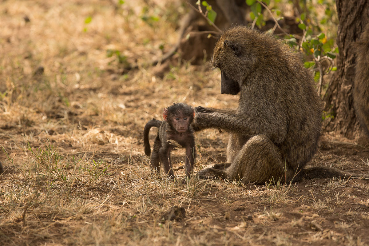 Serengeti Tracker